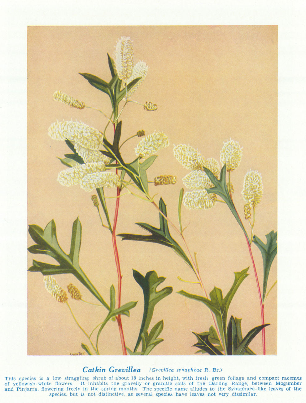 Catkin Grevillea (Grevillea synapheae). West Australian Wild Flowers 1950